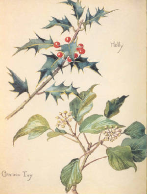 holly and common ivy. EBH [click for larger image]