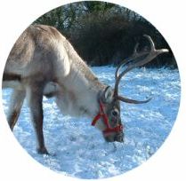 birmingham reindeer